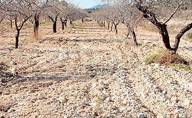 Cultivo de almendros de secano en Los Alhagüeces sin cubierta vegetal.