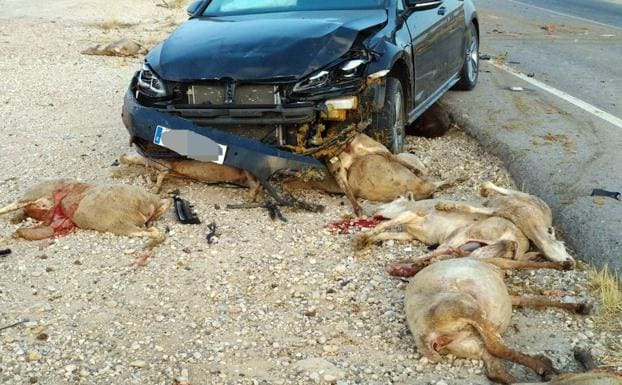 Las ovejas muertas tras el impacto con el vehículo.