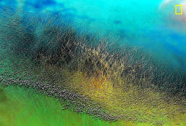 Flamencos alzando el vuelo en el lago Natron, Tanzania. Segundo premio del certamen en la categoría de Naturaleza. 