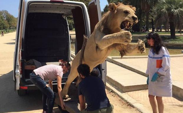 Vendo león para cuarto de estar | La Verdad