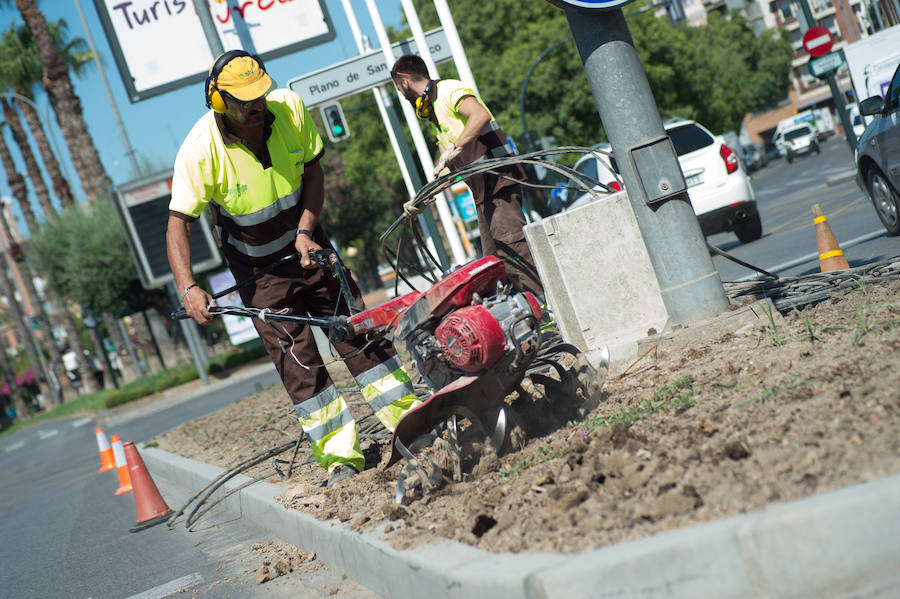 Medio centenar operarios de jardinería plantan hasta finales de agosto en Murcia más de 70.000 flores para la Feria de Septiembre en el jardín del Malecón.
