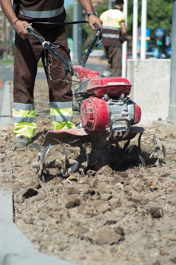 Medio centenar operarios de jardinería plantan hasta finales de agosto en Murcia más de 70.000 flores para la Feria de Septiembre en el jardín del Malecón.