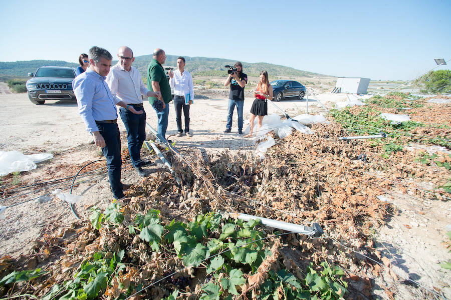 El consejero murciano de Agua, Agricultura, Ganadería y Pesca, Miguel Ángel del Amor, visita en Aledo la zona de parrales de uva de mesa dañados por las recientes tormentas de granizo.