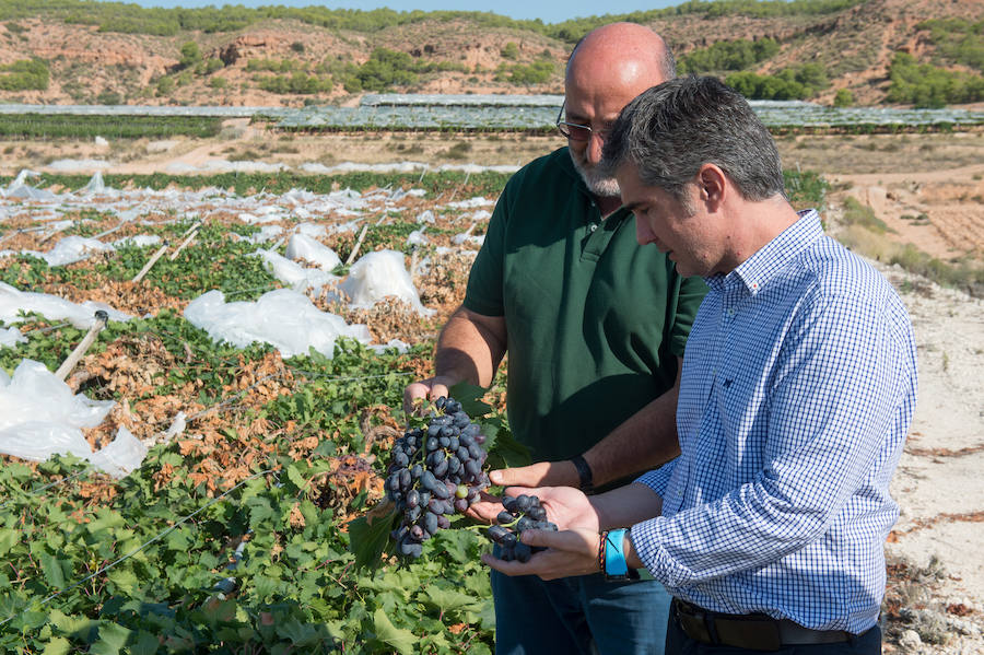 El consejero murciano de Agua, Agricultura, Ganadería y Pesca, Miguel Ángel del Amor, visita en Aledo la zona de parrales de uva de mesa dañados por las recientes tormentas de granizo.