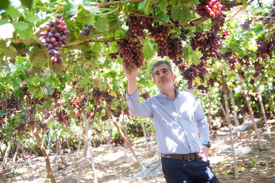 El consejero murciano de Agua, Agricultura, Ganadería y Pesca, Miguel Ángel del Amor, visita en Aledo la zona de parrales de uva de mesa dañados por las recientes tormentas de granizo.