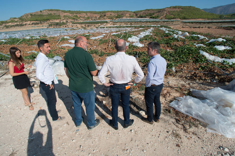 El consejero murciano de Agua, Agricultura, Ganadería y Pesca, Miguel Ángel del Amor, visita en Aledo la zona de parrales de uva de mesa dañados por las recientes tormentas de granizo.