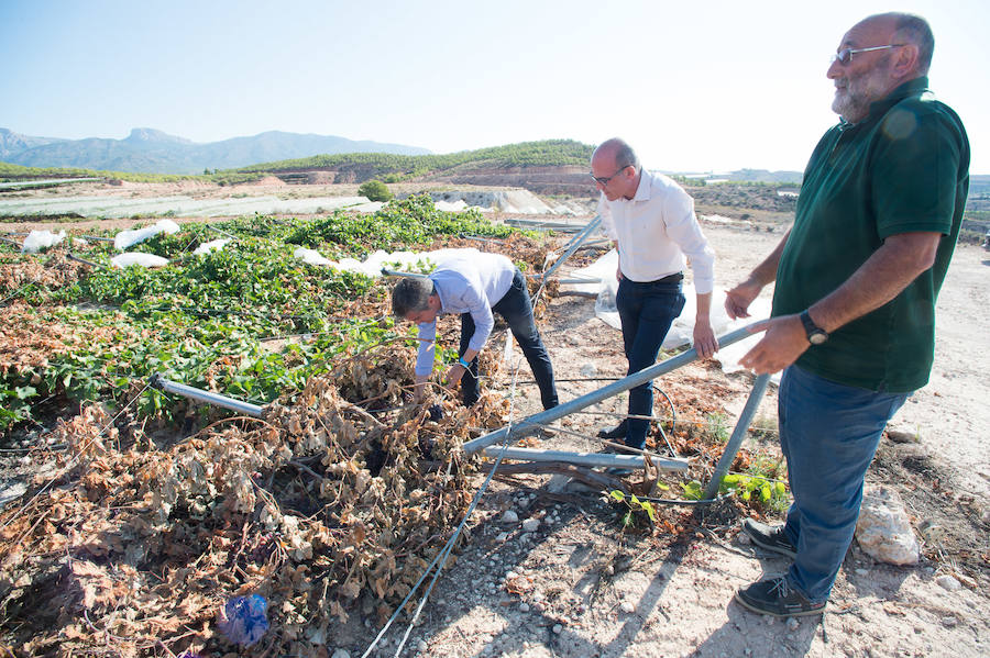 El consejero murciano de Agua, Agricultura, Ganadería y Pesca, Miguel Ángel del Amor, visita en Aledo la zona de parrales de uva de mesa dañados por las recientes tormentas de granizo.