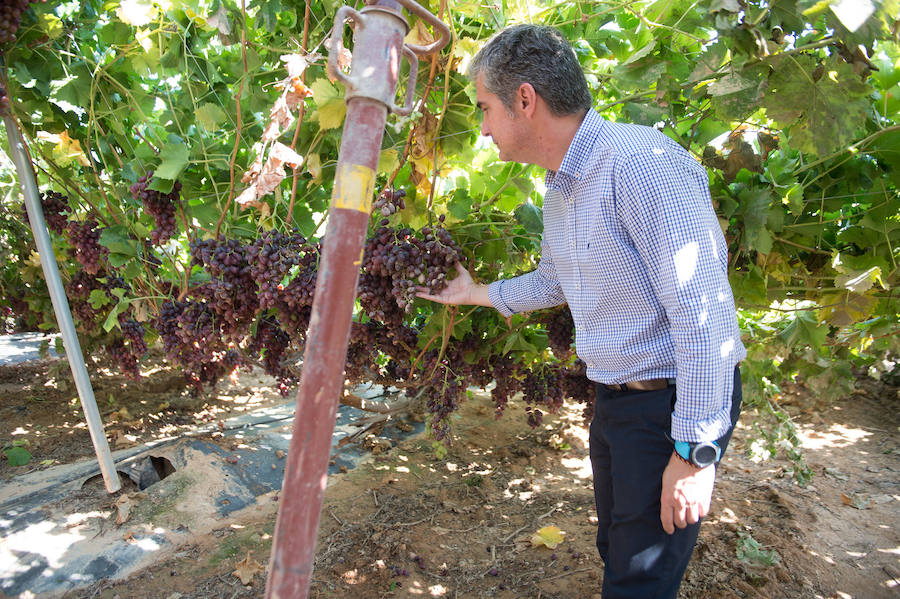 El consejero murciano de Agua, Agricultura, Ganadería y Pesca, Miguel Ángel del Amor, visita en Aledo la zona de parrales de uva de mesa dañados por las recientes tormentas de granizo.