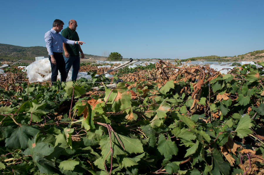 El consejero murciano de Agua, Agricultura, Ganadería y Pesca, Miguel Ángel del Amor, visita en Aledo la zona de parrales de uva de mesa dañados por las recientes tormentas de granizo.