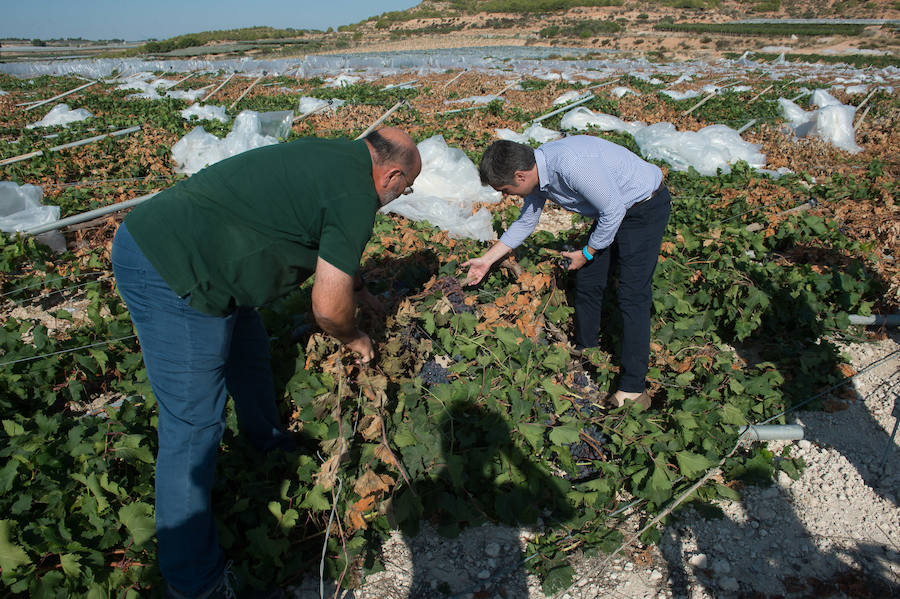 El consejero murciano de Agua, Agricultura, Ganadería y Pesca, Miguel Ángel del Amor, visita en Aledo la zona de parrales de uva de mesa dañados por las recientes tormentas de granizo.