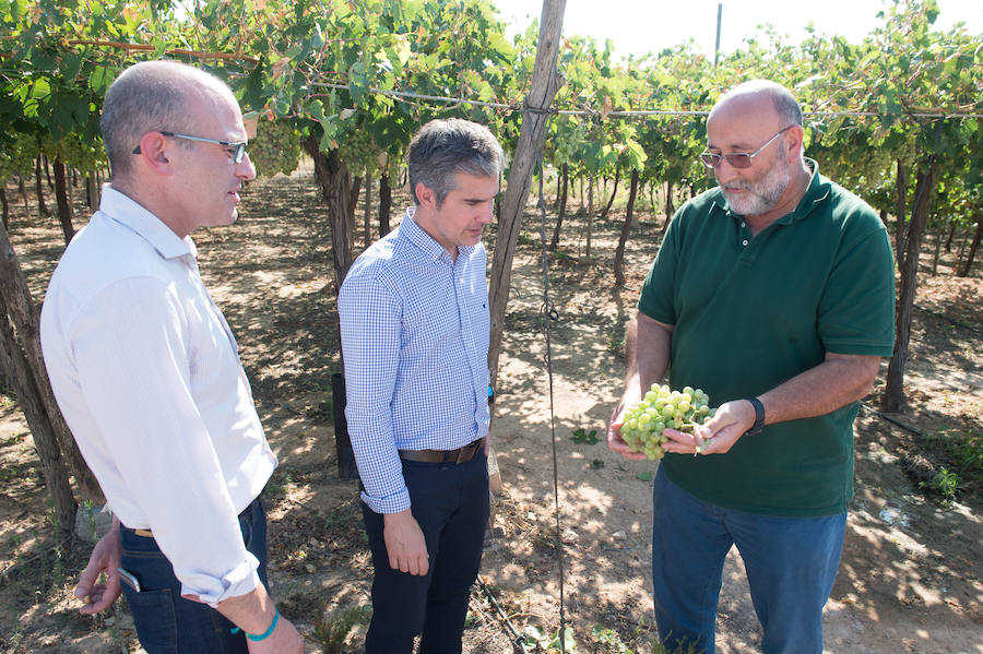 El consejero murciano de Agua, Agricultura, Ganadería y Pesca, Miguel Ángel del Amor, visita en Aledo la zona de parrales de uva de mesa dañados por las recientes tormentas de granizo.