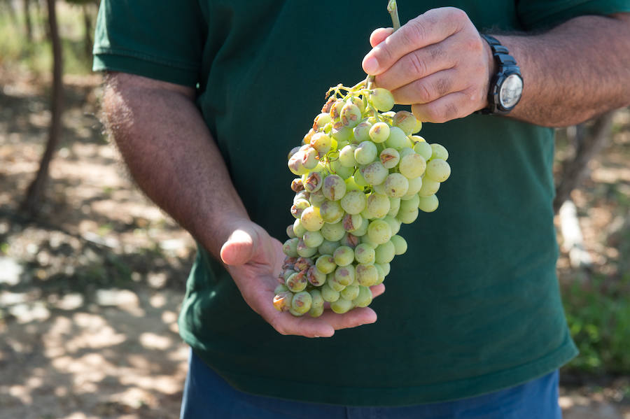 El consejero murciano de Agua, Agricultura, Ganadería y Pesca, Miguel Ángel del Amor, visita en Aledo la zona de parrales de uva de mesa dañados por las recientes tormentas de granizo.