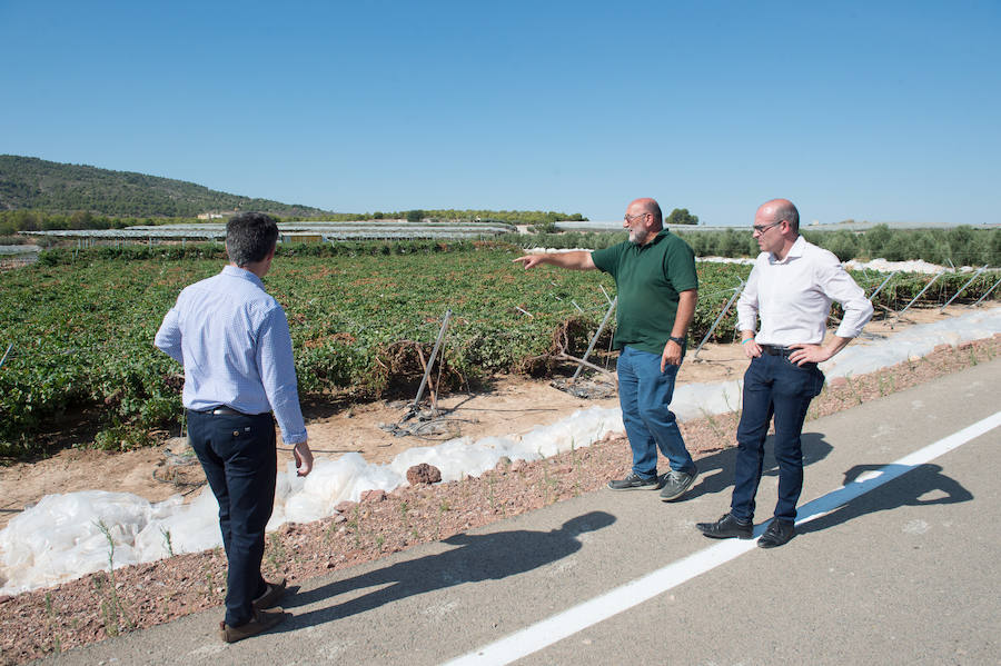 El consejero murciano de Agua, Agricultura, Ganadería y Pesca, Miguel Ángel del Amor, visita en Aledo la zona de parrales de uva de mesa dañados por las recientes tormentas de granizo.