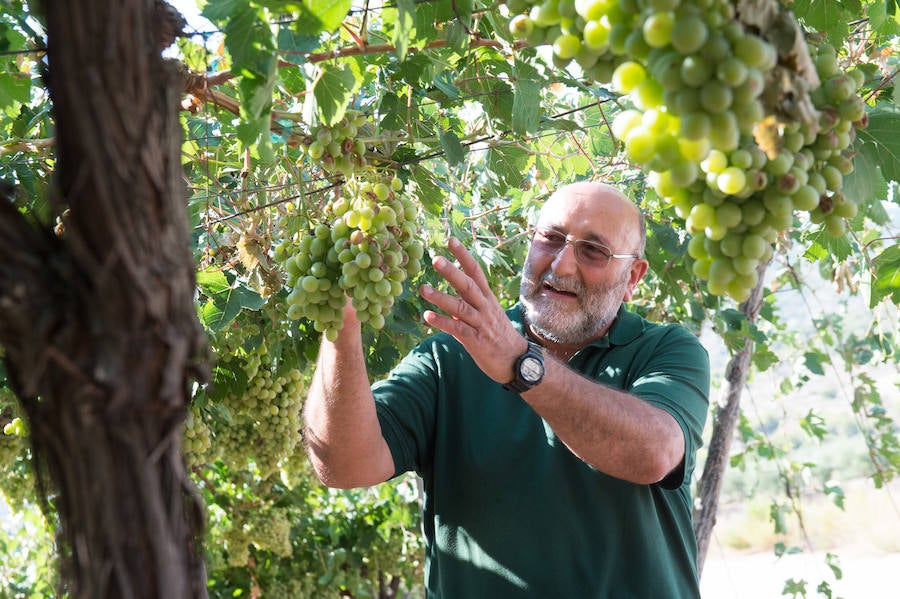 El consejero murciano de Agua, Agricultura, Ganadería y Pesca, Miguel Ángel del Amor, visita en Aledo la zona de parrales de uva de mesa dañados por las recientes tormentas de granizo.