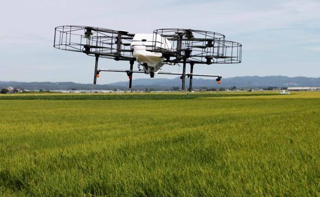 Un dron sobre una plantación de arroz en Japón. 
