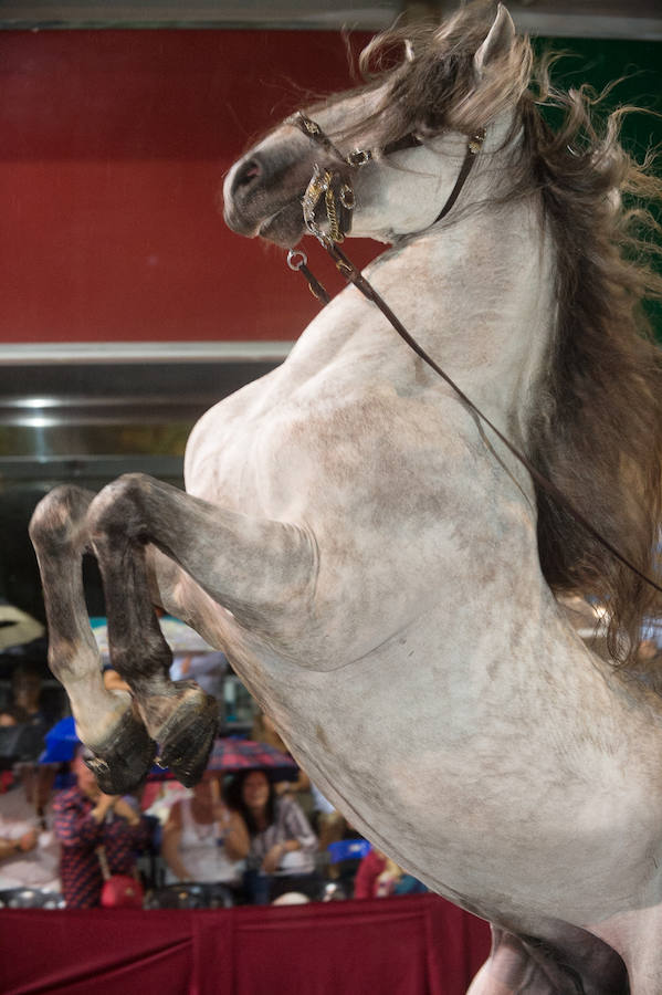 Este año, como novedad, el bando moro, encabezado por el rey Aben Hud, abre el desfile