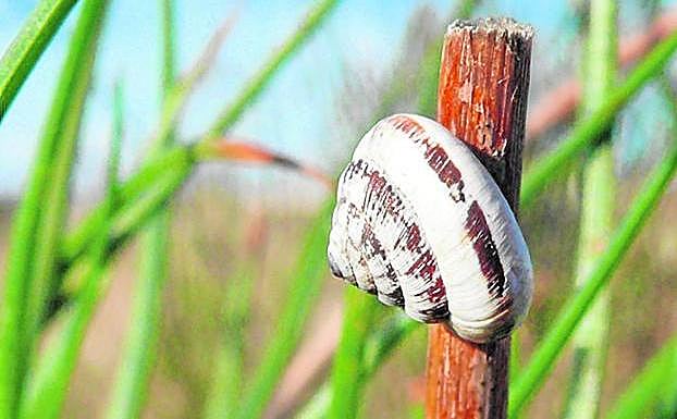 Un ejemplar de 'Trochoidea pyramidata' sobre el tallo de una planta en el campo. 