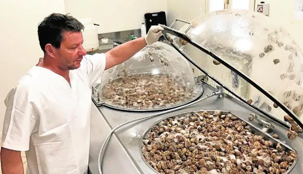 Una granja de caracoles de Brescia extrae mediante un proceso con ozono la baba con la que se hace el sorbete de fresa . 