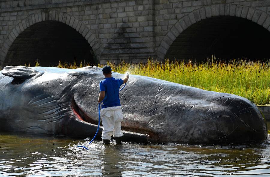 El sábado 15 de agosto apareció en el río madrileño una escultura de este mamífero marino de grandes dimensiones, con el objetivo de denunciar la degradación de los oceános y promover la importancia de cuidar del medio ambiente.