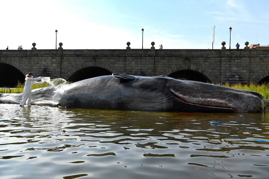 El sábado 15 de agosto apareció en el río madrileño una escultura de este mamífero marino de grandes dimensiones, con el objetivo de denunciar la degradación de los oceános y promover la importancia de cuidar del medio ambiente.