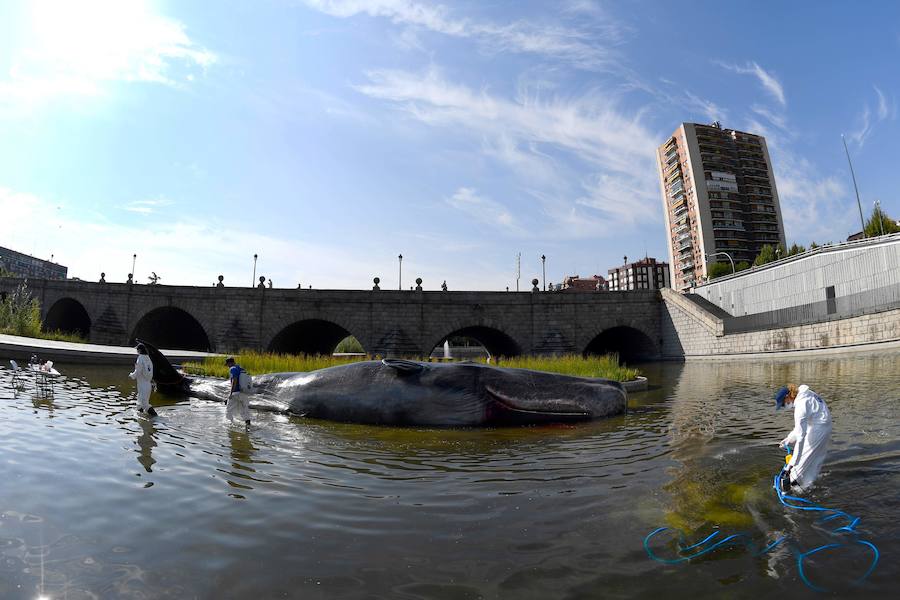 El sábado 15 de agosto apareció en el río madrileño una escultura de este mamífero marino de grandes dimensiones, con el objetivo de denunciar la degradación de los oceános y promover la importancia de cuidar del medio ambiente.