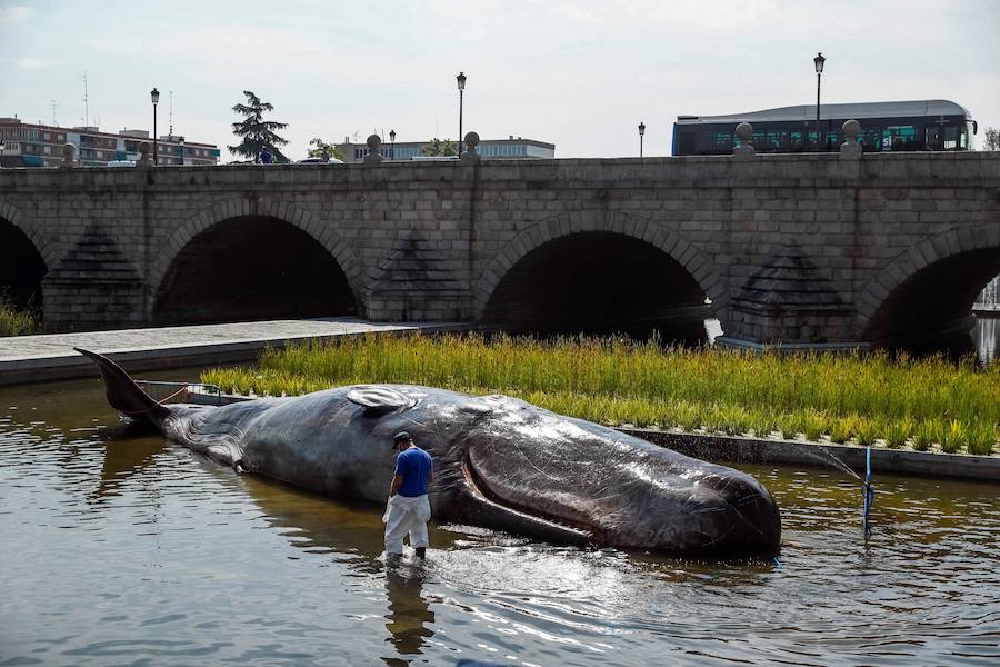 El sábado 15 de agosto apareció en el río madrileño una escultura de este mamífero marino de grandes dimensiones, con el objetivo de denunciar la degradación de los oceános y promover la importancia de cuidar del medio ambiente.