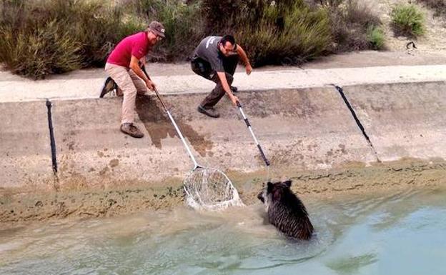 Momento del rescate del animal.