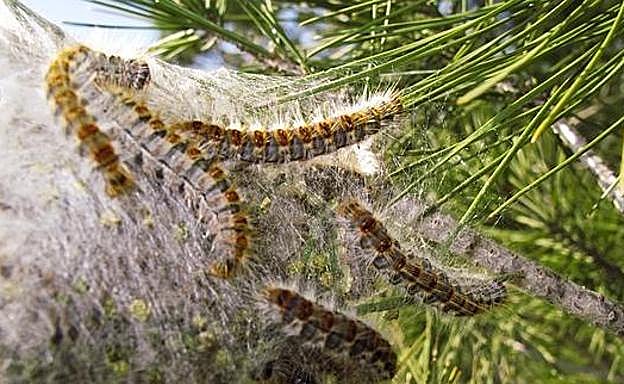 ¿Cómo evitar las plagas de procesionaria? Ahora es el momento para actuar