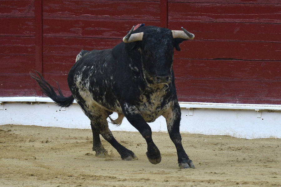 El torero celebra su última corrida junto a El Juli en la plaza de La Era de Abarán