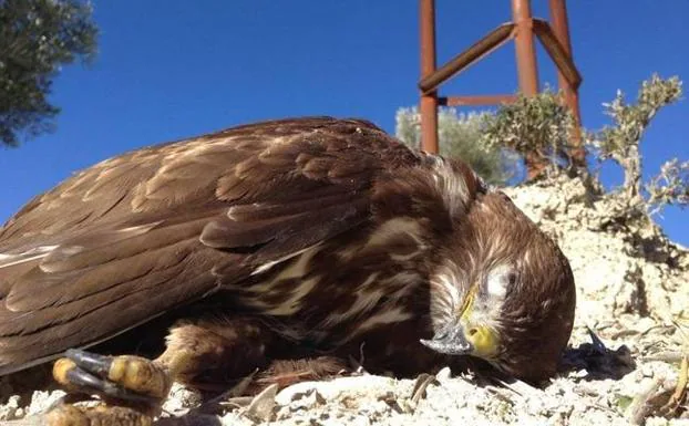 Más de  kilómetros de tendidos eléctricos son peligrosos para las aves  | La Verdad