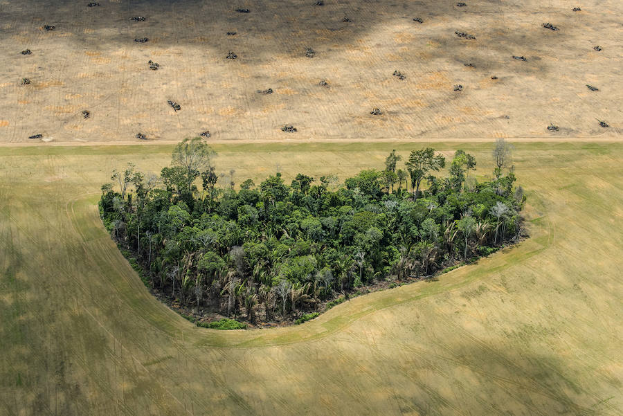 Deforestación en el Amazonas, Brasil. Tras la disminución de los picos de destrucción de la selva más elevados de1995 y 2004, la tasa de deforestación en la Amazonía volvió a aumentardrásticamente en 2016. 