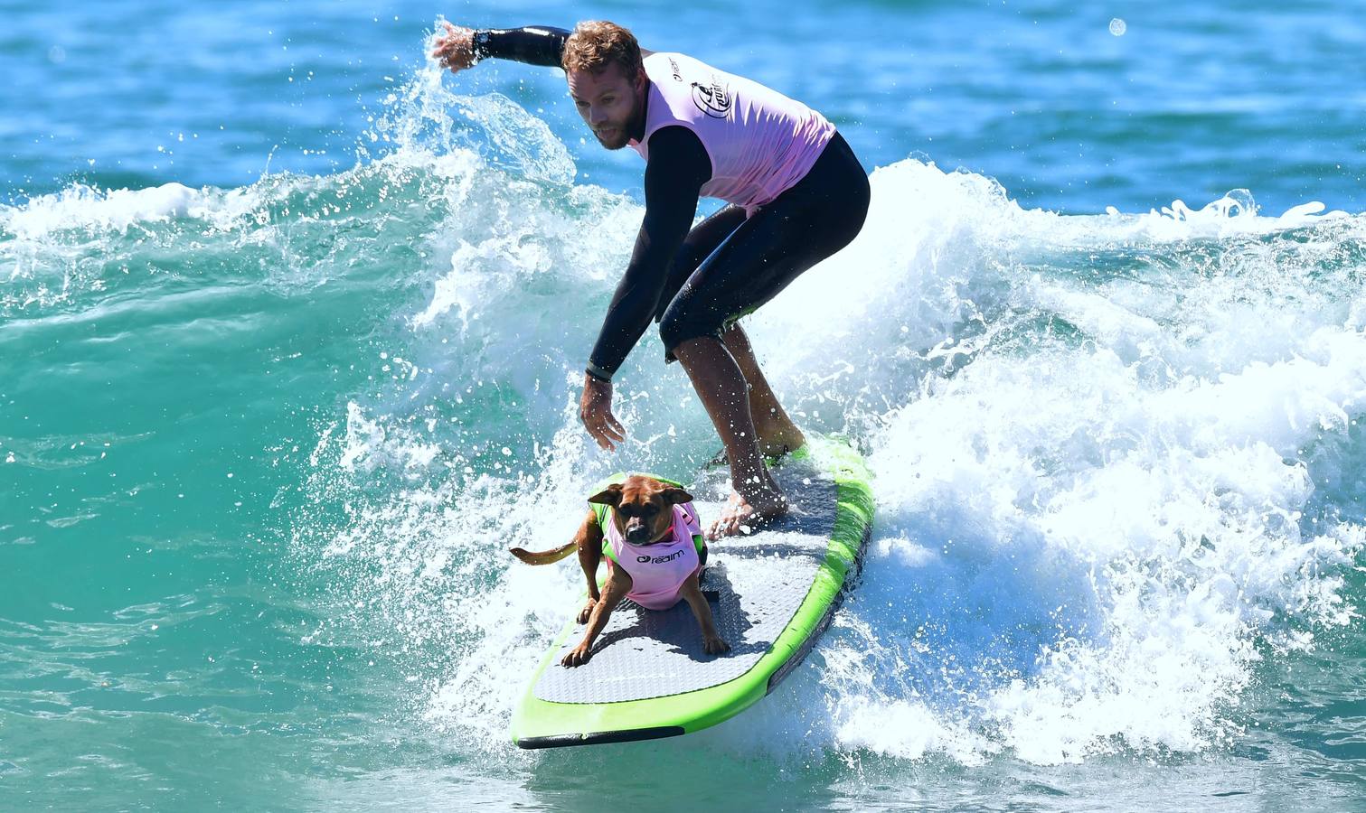 Perros surfistas participan en la competición Surf City Dog Surfing celebrada en Huntington Beach, California.