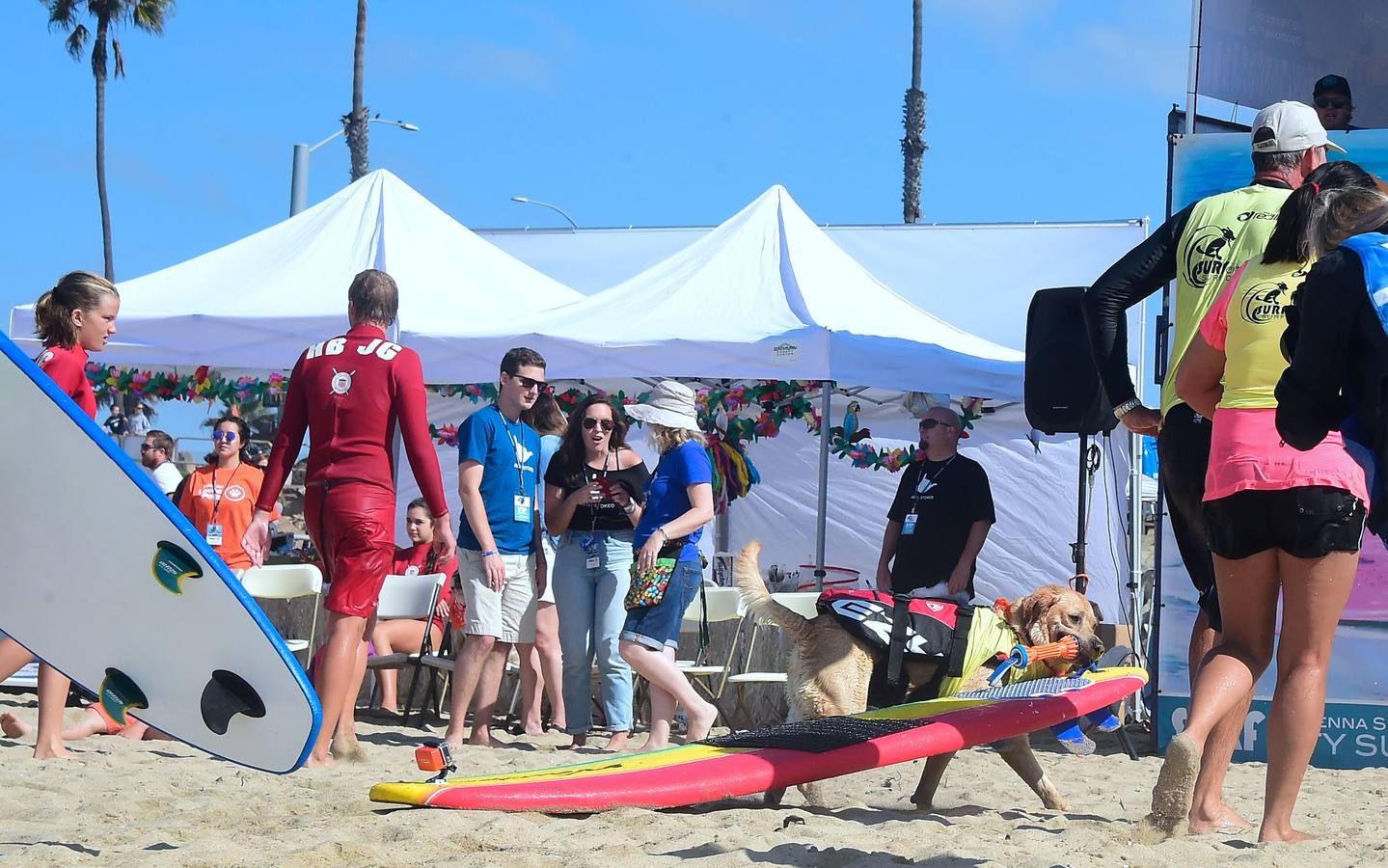 Perros surfistas participan en la competición Surf City Dog Surfing celebrada en Huntington Beach, California.