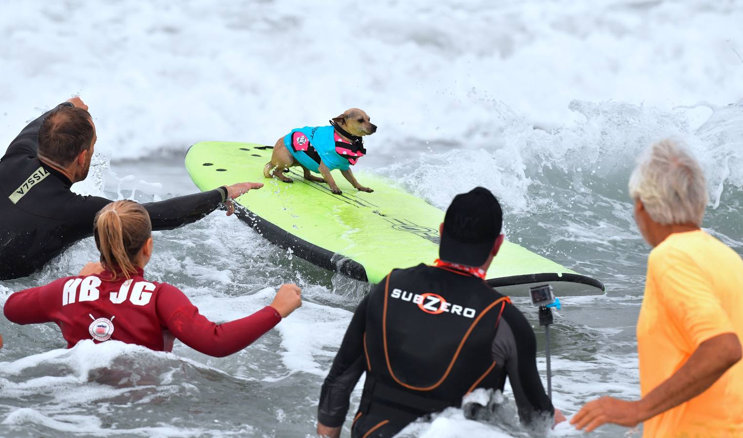 Perros surfistas participan en la competición Surf City Dog Surfing celebrada en Huntington Beach, California.