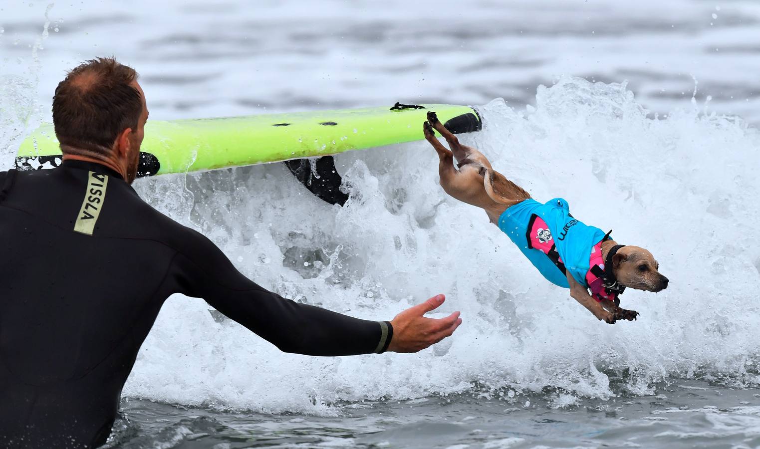 Perros surfistas participan en la competición Surf City Dog Surfing celebrada en Huntington Beach, California.