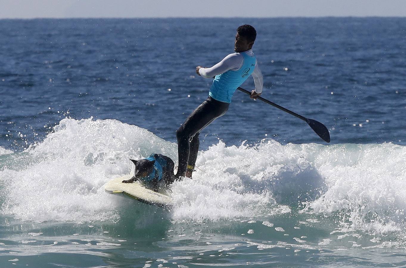 Perros surfistas participan en la competición Surf City Dog Surfing celebrada en Huntington Beach, California.