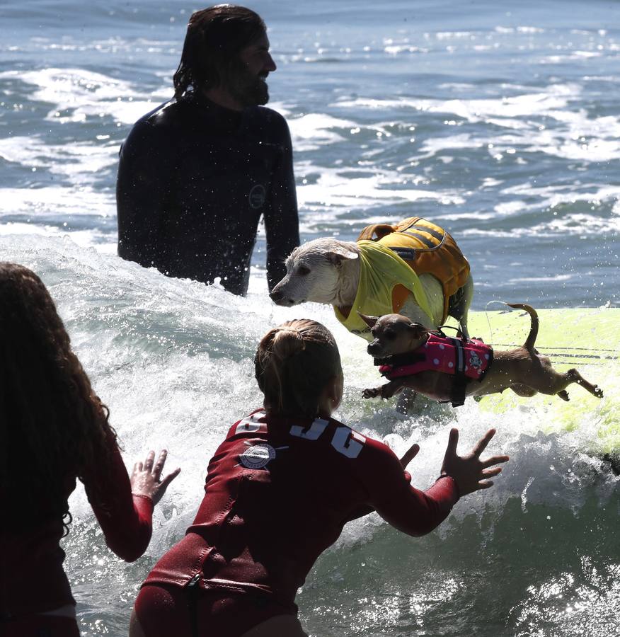 Perros surfistas participan en la competición Surf City Dog Surfing celebrada en Huntington Beach, California.
