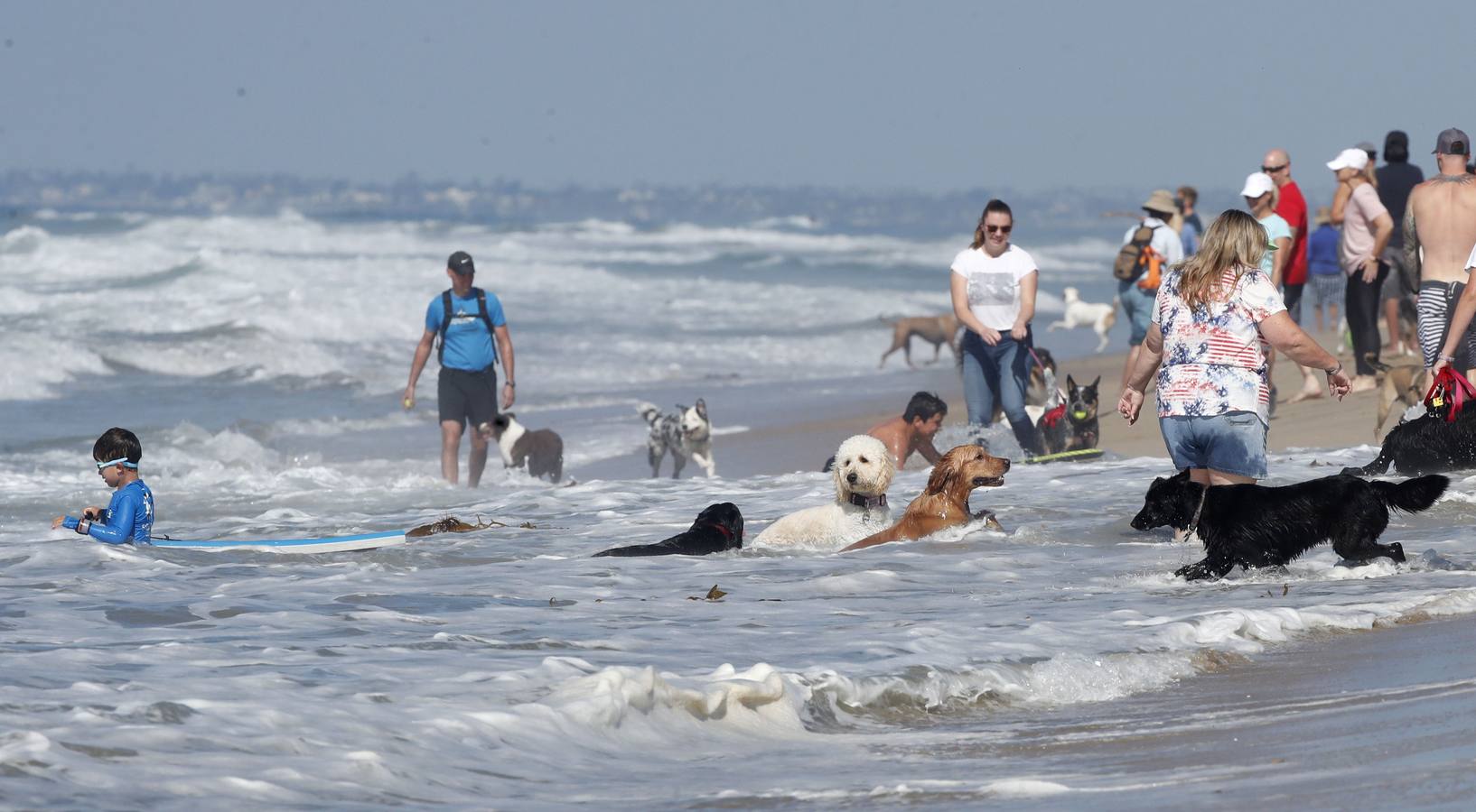 Perros surfistas participan en la competición Surf City Dog Surfing celebrada en Huntington Beach, California.