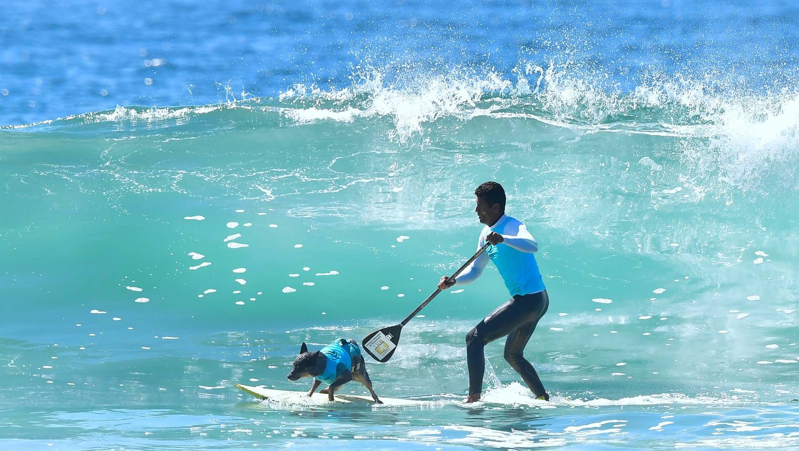 Perros surfistas participan en la competición Surf City Dog Surfing celebrada en Huntington Beach, California.