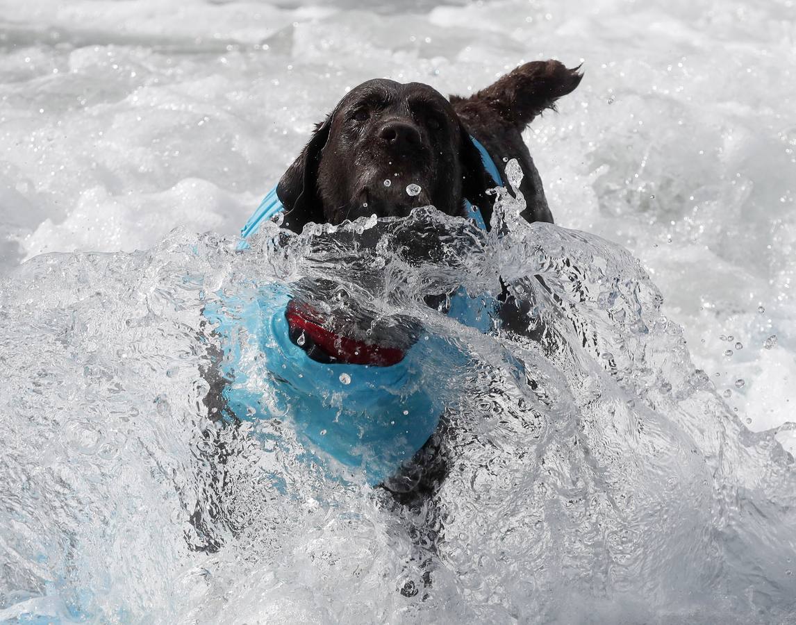 Perros surfistas participan en la competición Surf City Dog Surfing celebrada en Huntington Beach, California.