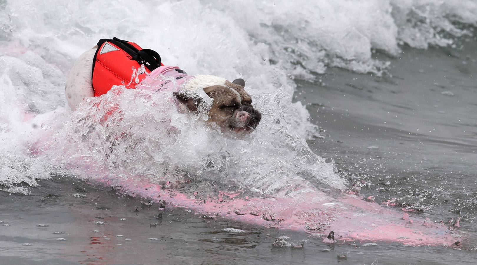 Perros surfistas participan en la competición Surf City Dog Surfing celebrada en Huntington Beach, California.