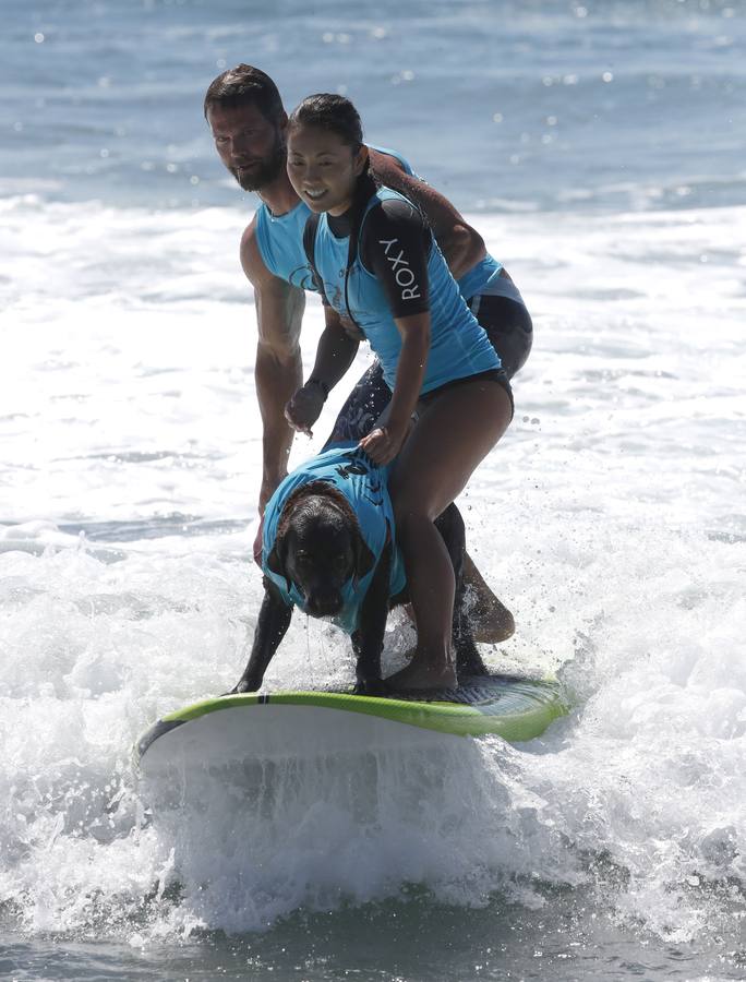 Perros surfistas participan en la competición Surf City Dog Surfing celebrada en Huntington Beach, California.