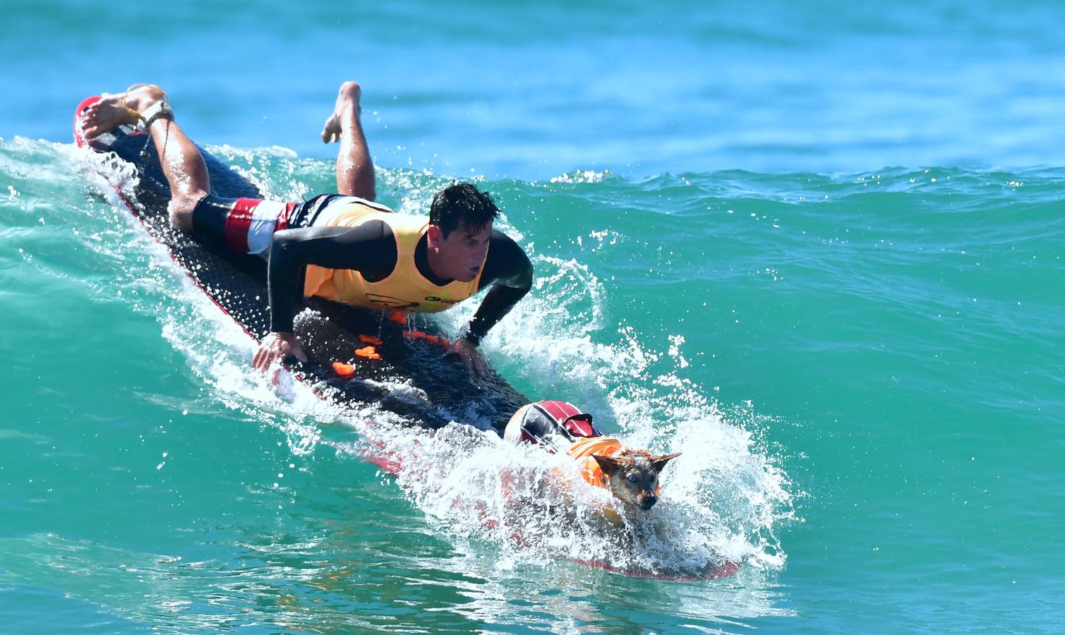 Perros surfistas participan en la competición Surf City Dog Surfing celebrada en Huntington Beach, California.