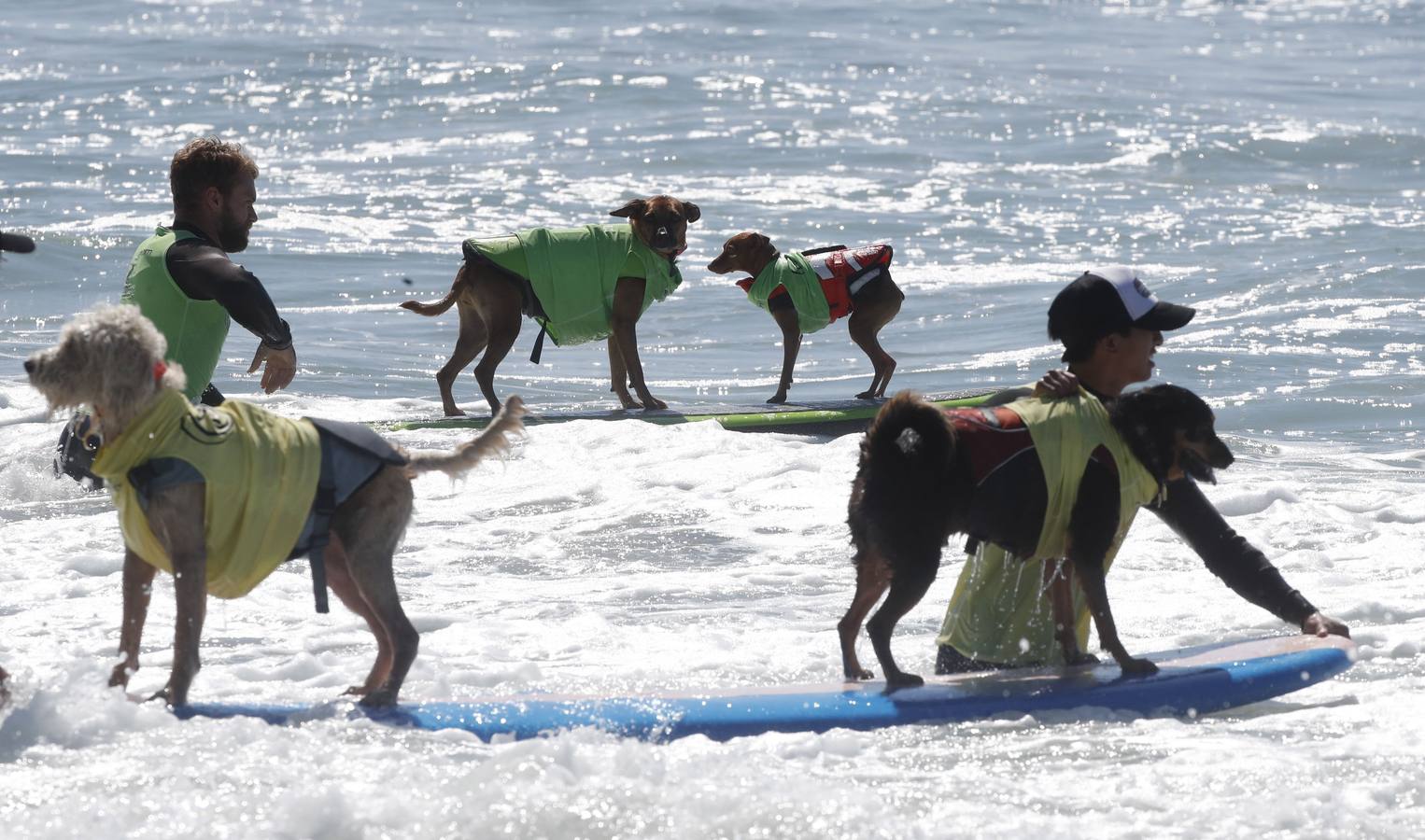 Perros surfistas participan en la competición Surf City Dog Surfing celebrada en Huntington Beach, California.
