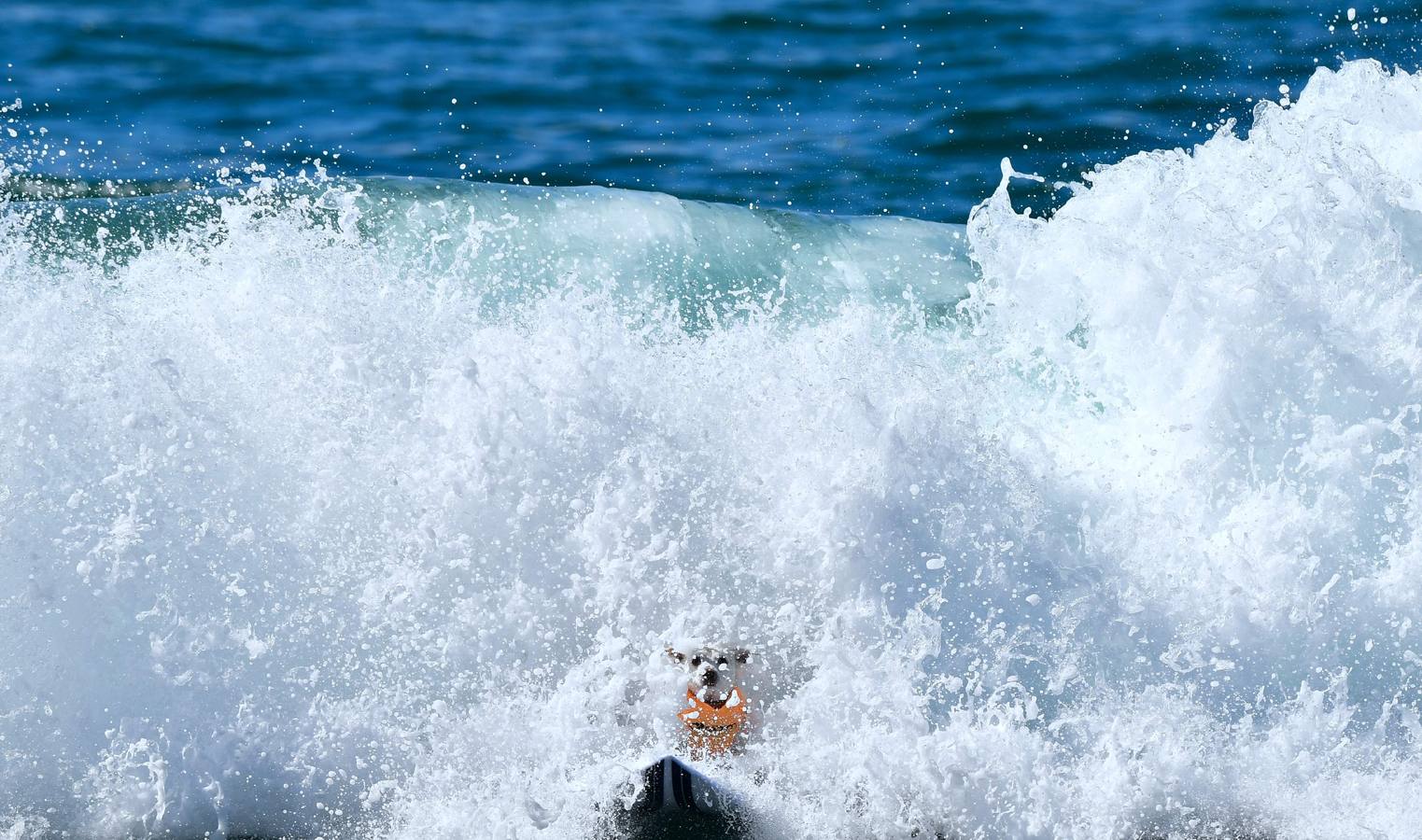 Perros surfistas participan en la competición Surf City Dog Surfing celebrada en Huntington Beach, California.