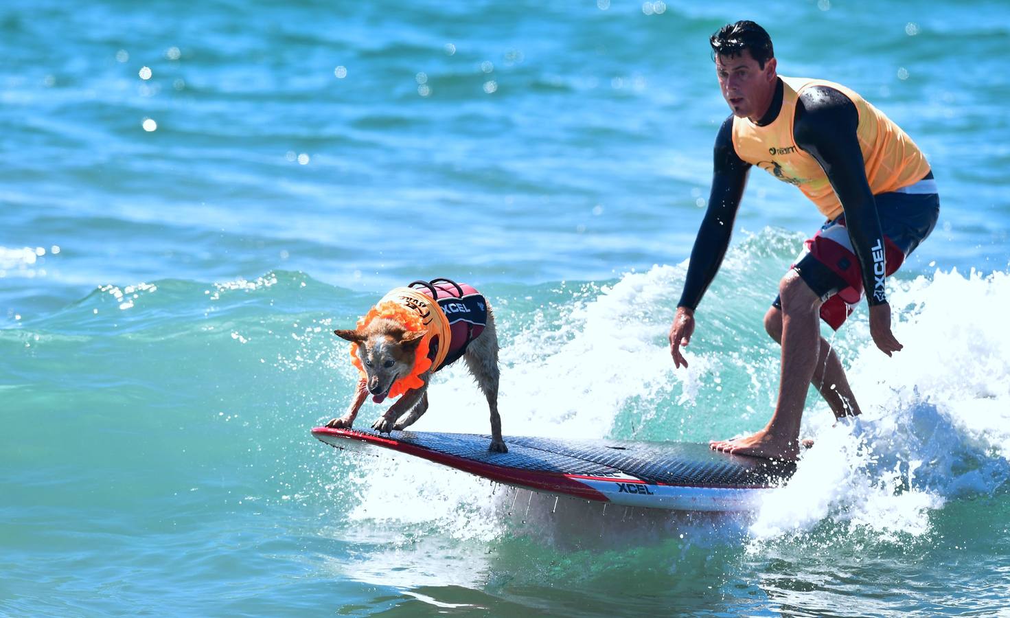Perros surfistas participan en la competición Surf City Dog Surfing celebrada en Huntington Beach, California.