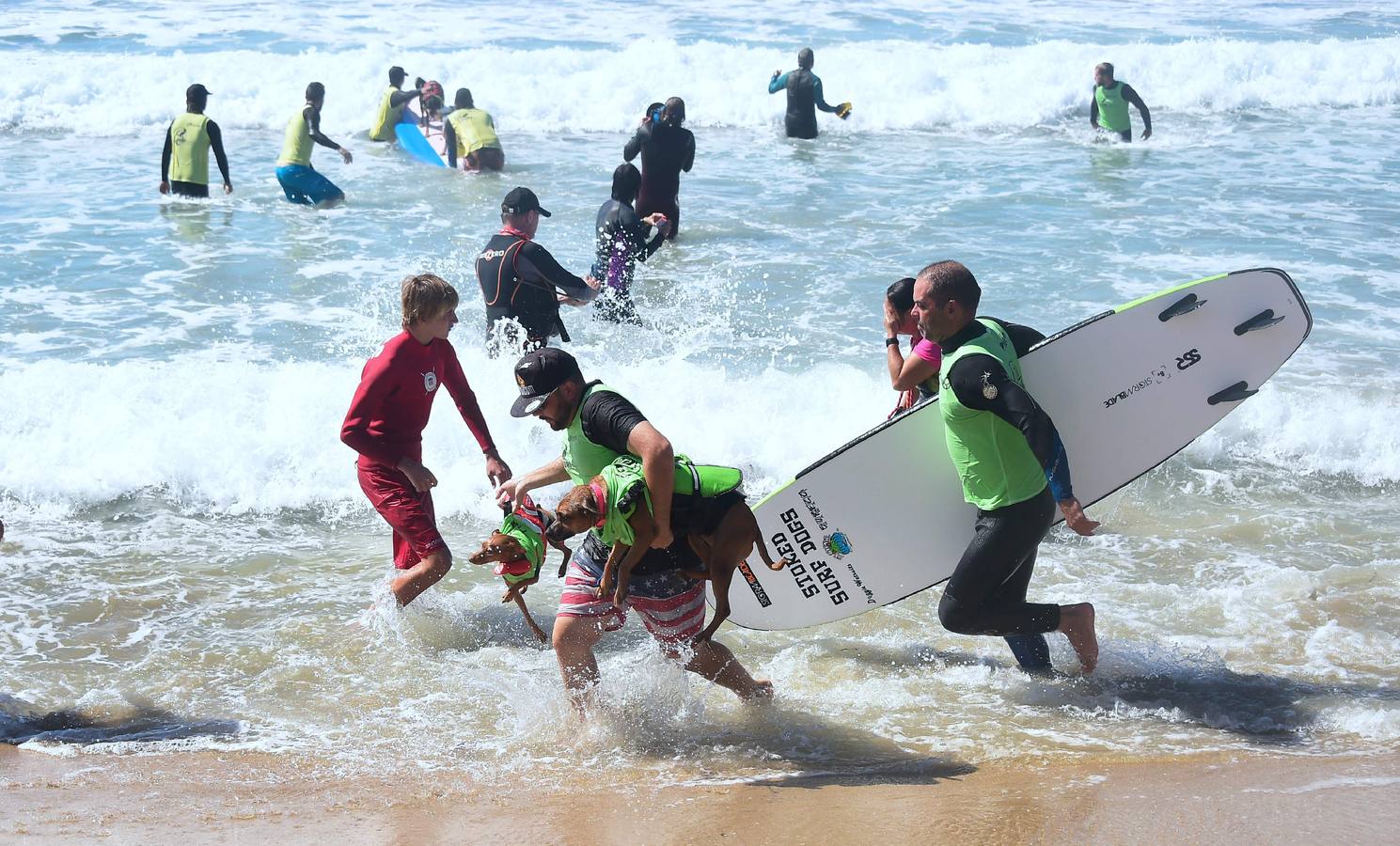 Perros surfistas participan en la competición Surf City Dog Surfing celebrada en Huntington Beach, California.