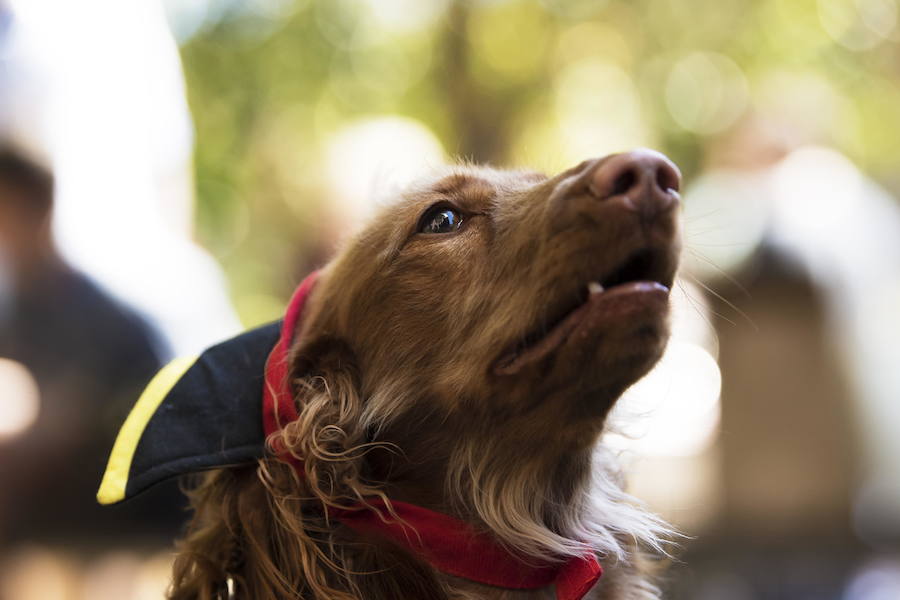 El evento es parte de las celebraciones del Oktoberfest de Melbourne, inspiradas en el tradicional festival bávaro de Alemania.