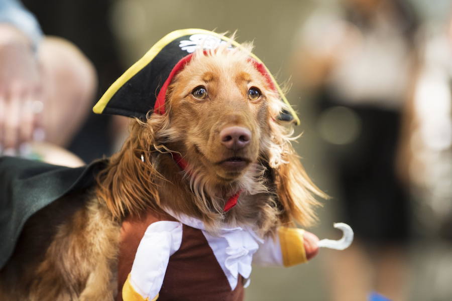 El evento es parte de las celebraciones del Oktoberfest de Melbourne, inspiradas en el tradicional festival bávaro de Alemania.