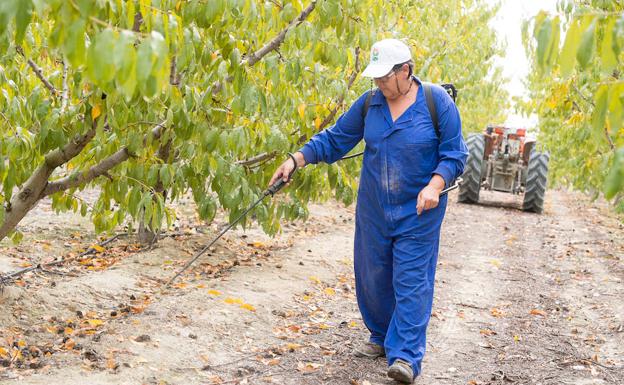 María Victoria Molina fumiga la tierra en su explotación de nectarinas, ubicada en el municipio de Cieza.